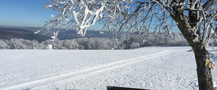 Foto einer Winterlandschaft mit einem Baum und einer Sitzbank